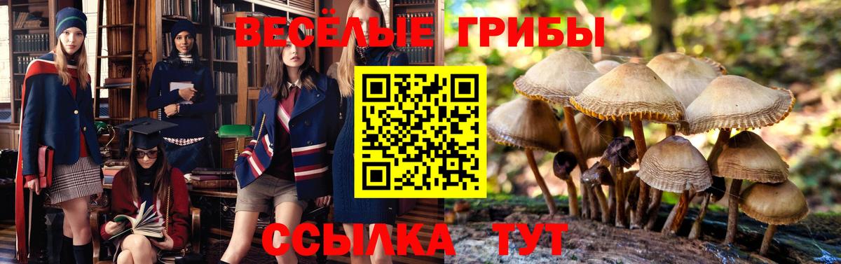 Галлюциногенные грибы прущие грибы  где можно купить наркотик  Новороссийск  Вход с VPN 
